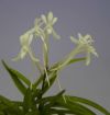 【花なし株】 ネオフィネチア ファルカータ Neof.falcata 原種 芳香あり 2.5号鉢 20cm 開花サイズ(BS)