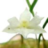 【花なし株】 ネオラウケア プルケラ アルバ Nla.pulchella var. alba 原種 2号鉢 10cm 開花サイズ(BS)