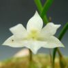 【花なし株】 ネオラウケア プルケラ アルバ Nla.pulchella var. alba 原種 2号鉢 10cm 開花サイズ(BS)