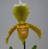 【花なし株】 パフィオペディラム インシグネ Paph.insigne 原種 3号鉢 25cm 開花サイズ(BS)