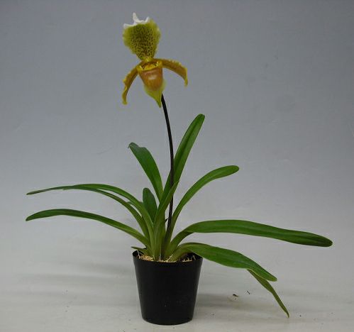 【花なし株】 パフィオペディラム インシグネ Paph.insigne 原種 3号鉢 25cm 開花サイズ(BS)