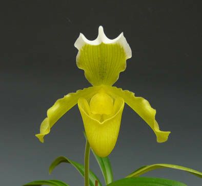 【花なし株】 パフィオペディラム インシグネ サンデレー Paph.insigne var. sanderae 原種 3号鉢 25cm 開花サイズ(BS)