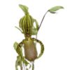 【花なし株】 パフィオペディラム スパルディー Paph.supardii 1芽立ち 原種 4号鉢 25cm 開花サイズ(BS)