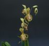 【花なし株】 パフィオペディラム スパルディー Paph.supardii 1芽立ち 原種 4号鉢 25cm 開花サイズ(BS)