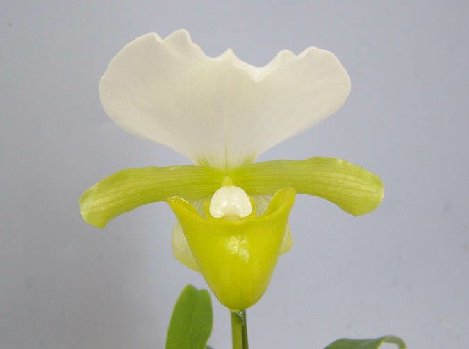 【花なし株】 パフィオペディラム チャーレスウォーシー アルバム Paph.charlesworthii var. album 原種 3号鉢 20cm  開花サイズ(BS)