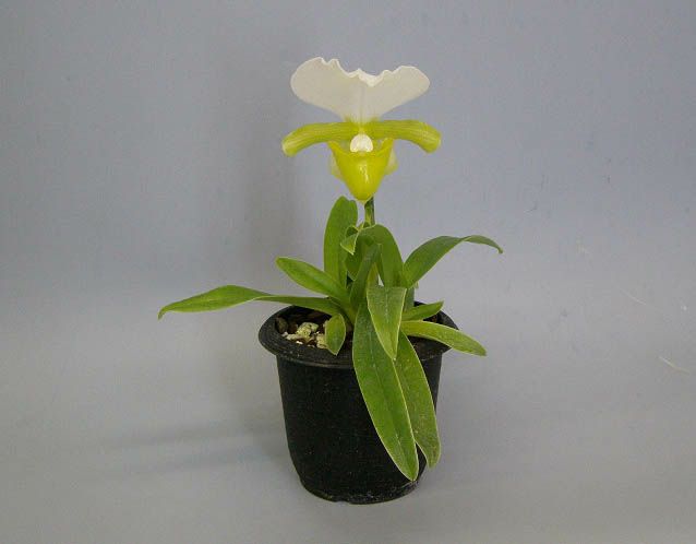 【花なし株】 パフィオペディラム チャーレスウォーシー アルバム Paph.charlesworthii var. album 原種 3号鉢 20cm  開花サイズ(BS)