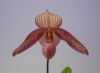【花なし株】 パフィオペディラム デルロージー Paph.Delrosi 交配種 3号鉢 25cm 開花サイズ(BS)