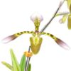【花なし株】 パフィオペディラム ハイナルディアナム Paph.haynaldianum 1芽立ち 原種 4号鉢 25cm 開花サイズ(BS)