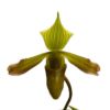 【花なし株】 パフィオペディラム ビレンス Paph.virens 原種 3号鉢 25cm 開花サイズ(BS)