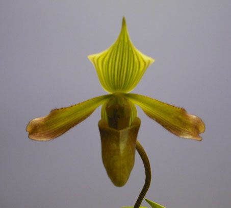 【花なし株】 パフィオペディラム ビレンス Paph.virens 原種 3号鉢 25cm 開花サイズ(BS)