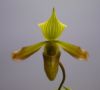 【花なし株】 パフィオペディラム ビレンス Paph.virens 原種 3号鉢 25cm 開花サイズ(BS)