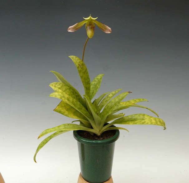 【花なし株】 パフィオペディラム ビレンス Paph.virens 原種 3号鉢 25cm 開花サイズ(BS)