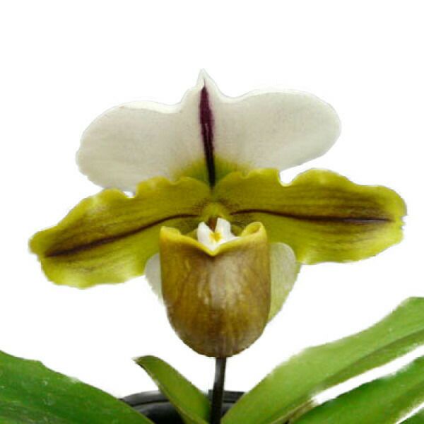 【花なし株】 パフィオペディラム ブルーノ ‘モデル’ Paph.Bruno ‘Model’ AM/AOS(85) 交配種 4号鉢 25cm 開花サイズ(BS)