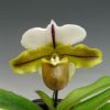 【花なし株】 パフィオペディラム ブルーノ ‘モデル’ Paph.Bruno ‘Model’ AM/AOS(85) 交配種 4号鉢 25cm 開花サイズ(BS)