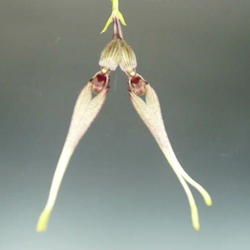 【花なし株】 バルボフィラム ダイエリアナ Bulb.daieriana 原種 3号鉢 20cm 開花サイズ(BS)