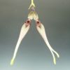 【花なし株】 バルボフィラム ダイエリアナ Bulb.daieriana 原種 3号鉢 20cm 開花サイズ(BS)