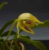 【花なし株】 バルボフィラム デアレイ ‘アライ’ Bulb.dearei ‘Arai’ 原種 3号鉢 15cm 開花サイズ(BS)