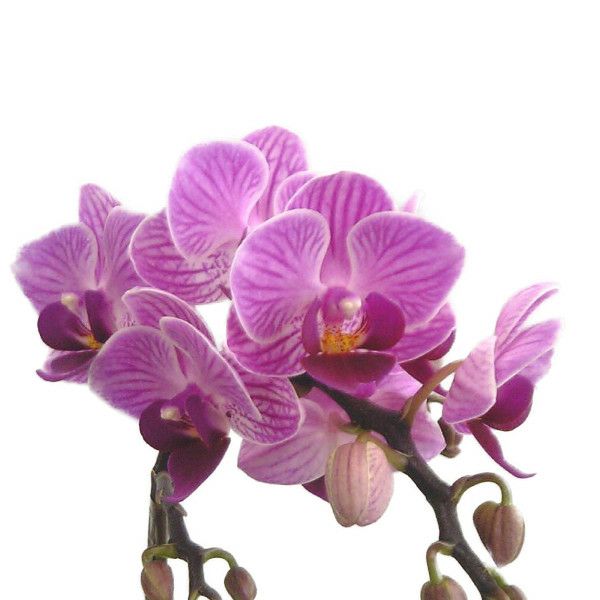 【花なし株】 ファレノプシス ソーゴビビアン ‘マイビビアン’ Phal.Sogo Vivien ‘My Vivien’ 交配種 3号鉢 20cm 開花サイズ(BS)