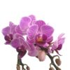 【花なし株】 ファレノプシス ソーゴビビアン ‘マイビビアン’ Phal.Sogo Vivien ‘My Vivien’ 交配種 3号鉢 20cm 開花サイズ(BS)