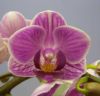 【花なし株】 ファレノプシス ソーゴビビアン ‘マイビビアン’ Phal.Sogo Vivien ‘My Vivien’ 交配種 3号鉢 20cm 開花サイズ(BS)