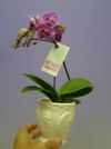 【花なし株】 ファレノプシス ソーゴビビアン ‘マイビビアン’ Phal.Sogo Vivien ‘My Vivien’ 交配種 3号鉢 20cm 開花サイズ(BS)