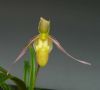 【花なし株】 フラグミペディウム ハートウェギー Phrag.hartwegii 原種 2.5号鉢 20cm 開花サイズ(BS)