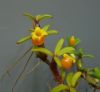 【花なし株】 メディオカルカー デコルナタム Mediocarcar decornatum 交配種 3号鉢 10cm 開花サイズ(BS)