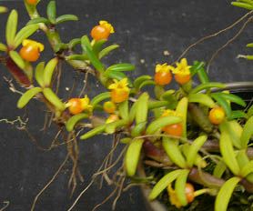 【花なし株】 メディオカルカー デコルナタム Mediocarcar decornatum 交配種 3号鉢 10cm 開花サイズ(BS)