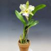 【花なし株】 リンコレリオカトレア ハイソサイアティー ‘ソラリス’ Rlc.(Blc.)High Society ‘Sorelis’ JC/JOGA 交配種 4号鉢 40cm 開花サイズ(BS)