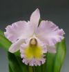 【花なし株】 リンコレリオカトレア パストラル ‘ロージー’ Rlc.(Bc.)Pastoral ‘Rosee’ AM/AOS(83) 交配種 芳香あり 5号鉢 50cm 開花サイズ(BS)