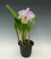 【花なし株】 リンコレリオカトレア パストラル ‘ロージー’ Rlc.(Bc.)Pastoral ‘Rosee’ AM/AOS(83) 交配種 芳香あり 5号鉢 50cm 開花サイズ(BS)