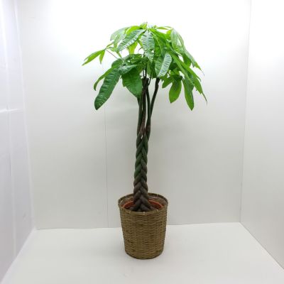 大型 観葉植物 10号 | 洋蘭.jp