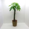 観葉植物 パキラ アクアティカ Pachira aquatica 10号 バスケット 受け皿付き