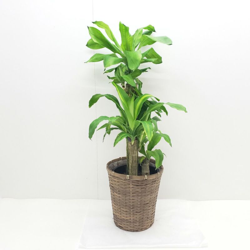 観葉植物 幸福の木 ドラセナ フレグランス マッサンゲアナ 8号鉢 茶かご 受け皿付き