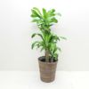 観葉植物 幸福の木 ドラセナ フレグランス マッサンゲアナ 8号鉢 茶かご 受け皿付き