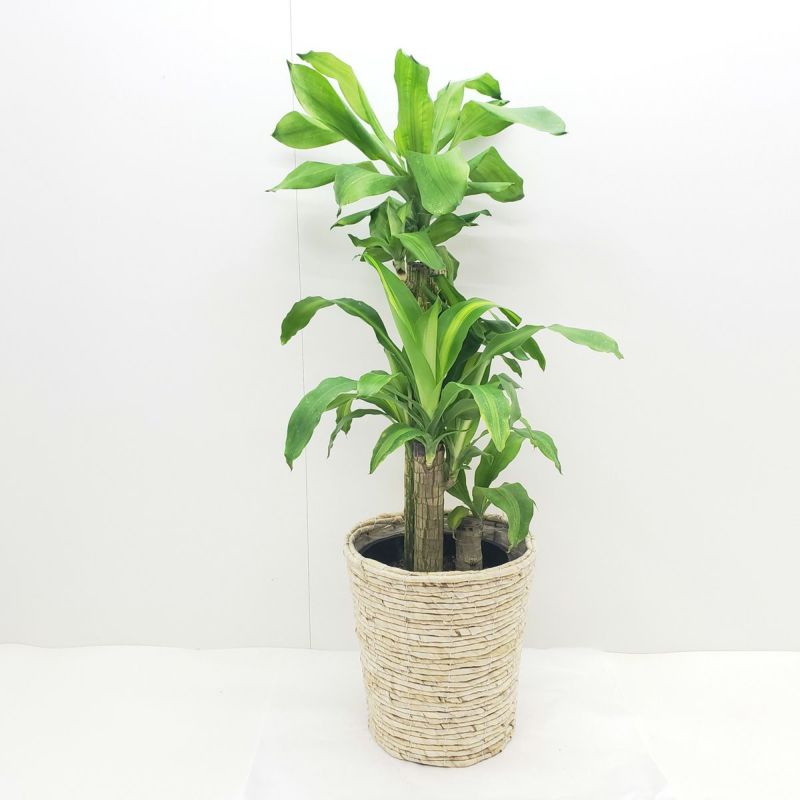 観葉植物 幸福の木 ドラセナ フレグランス マッサンゲアナ 8号鉢白かご 受け皿付き
