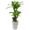 観葉植物 幸福の木 ドラセナ フレグランス マッサンゲアナ 7号鉢