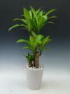 観葉植物 幸福の木 ドラセナ フレグランス マッサンゲアナ 7号鉢