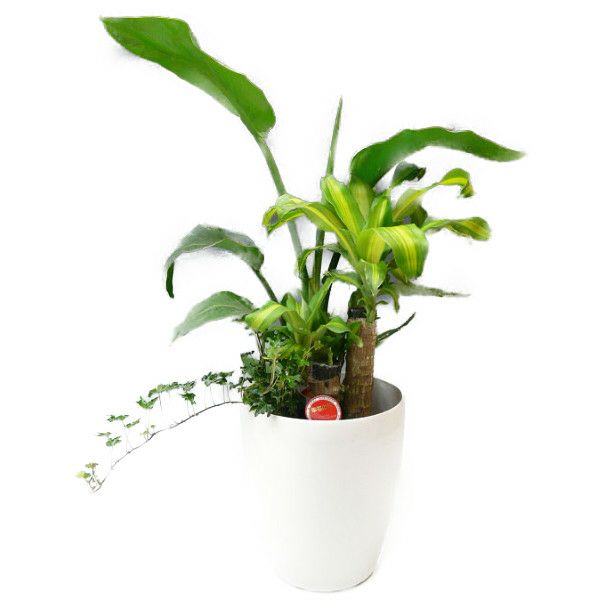 観葉植物 寄せ植え 7号鉢 白ラスターポット マッサン(幸福の木) オーガスタ ヘデラ
