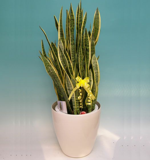 観葉植物 マイナスイオン サンセベリア(トラノオ) 10号鉢(尺鉢) ラスターポット