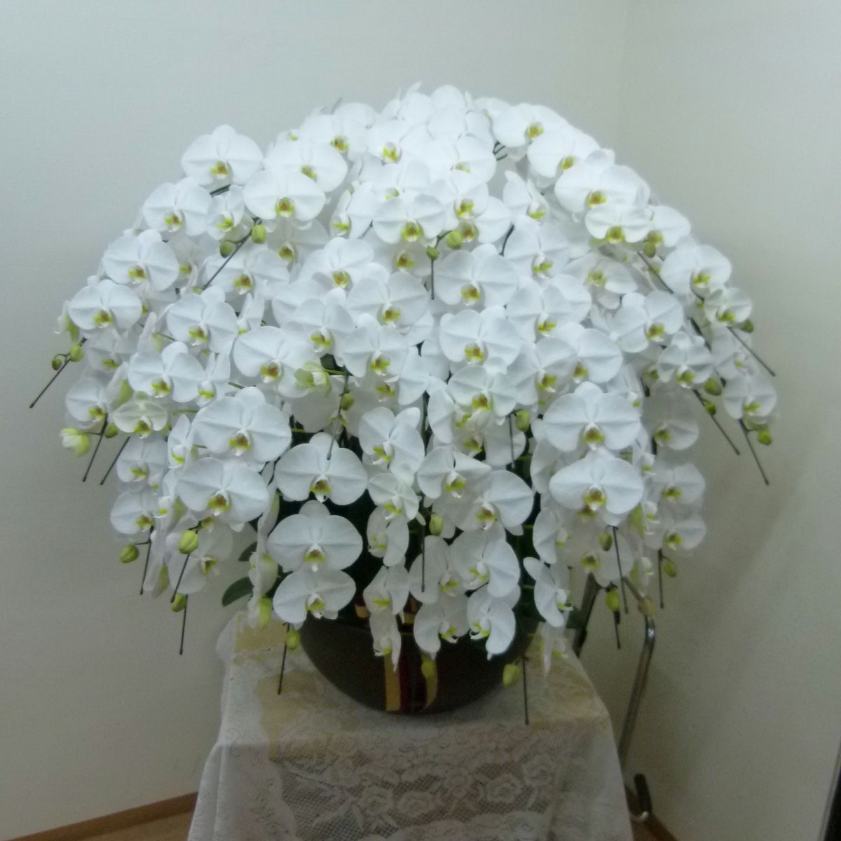 胡蝶蘭大輪20本立ち200輪以上