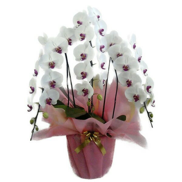 3本立ち 40輪以上 選べる3色