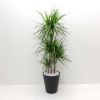 観葉植物 ドラセナ コンシンネ マジナータ(マルギナータ) 真実の木 8号鉢 黒丸鉢
