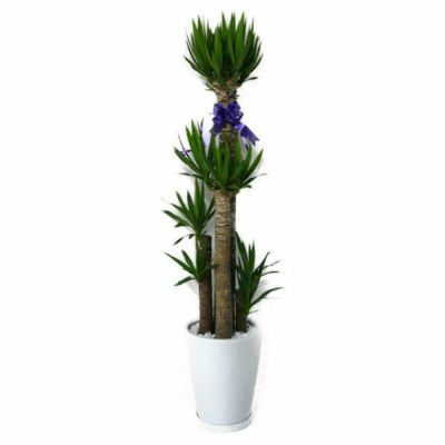 大型 観葉植物 10号 | 洋蘭.jp