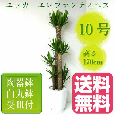 観葉植物 ユッカ エレファンティペス 青年の樹 10号鉢 白陶器鉢 丸鉢 受け皿付き 高さ160〜180cm程度 大型  インテリアグリーン ギフト 寒さに強い