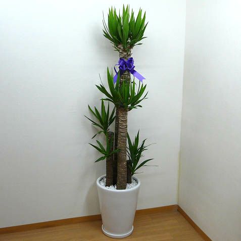 観葉植物 ユッカ エレファンティペス 青年の樹 10号鉢 白陶器鉢 丸鉢 