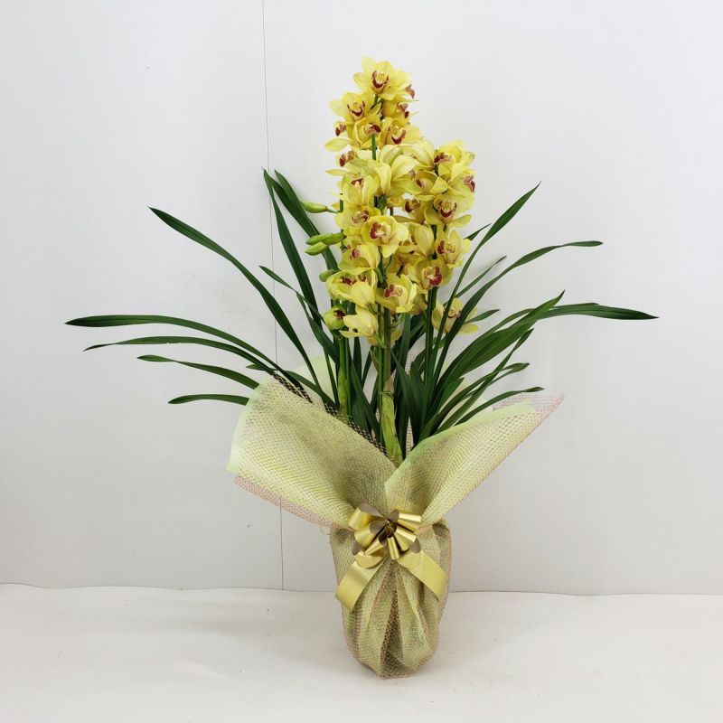 シンビジューム イエロー 直立 4本立ち ラッピング付