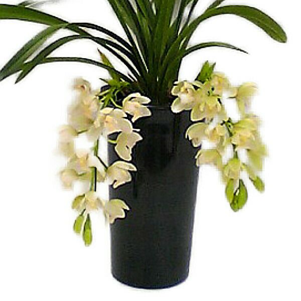 下垂性 シンビジューム サラージン アイスキャスケード 2本立ち