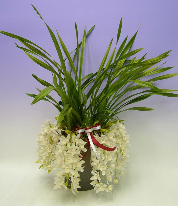 下垂性シンビジューム サラジーン アイスキャスケード 5本立ち