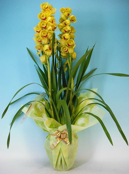 シンビジューム イエロー 直立 3本立ち ラッピング付き